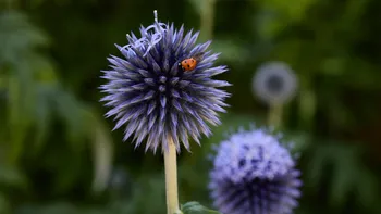 Ladybird on Echinops.jpg